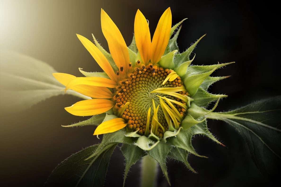 A sunflower with half the petals open and half closed