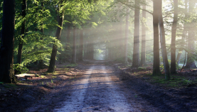 A forest with light shining through the branches