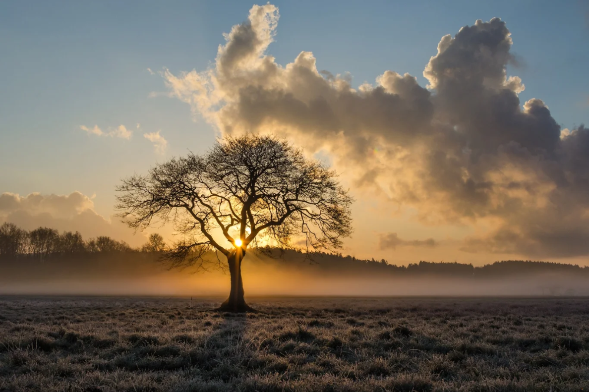 A tree against a sky background with the sun rising making the tree seem bright.  The tree is otherwise alone.