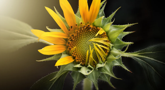 A sunflower with half the petals open and half closed